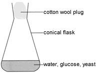 Fermentation of glucose using yeast, Experiment